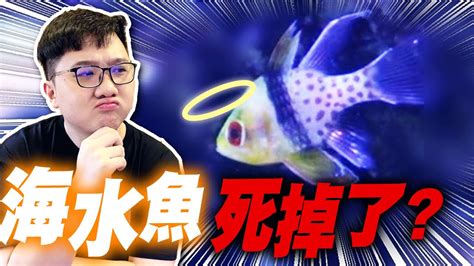 魚死掉埋葬|[閒聊] 大家會埋葬魚嗎？